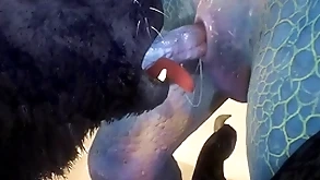 Wolf and lizard have coition on a difficulty beach - wildlife
