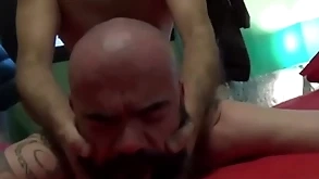Adult spaniards barebacking