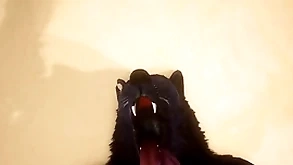 Pov yoke elated wolves having it away - wildlife